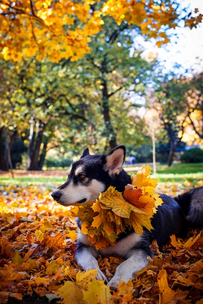 Leuke hond met bladeren in de herfstpark
