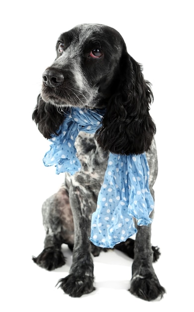 Leuke hond met blauwe stropdas geïsoleerd op een witte achtergrond