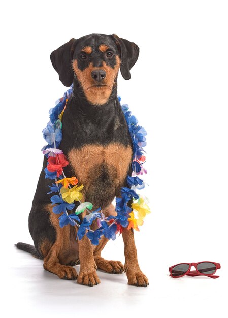 Leuke hond met een bloemenkraag.