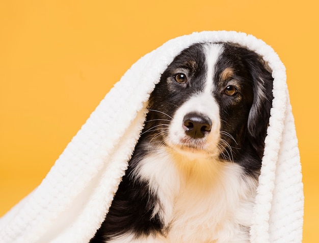 Foto leuke hond met een handdoek