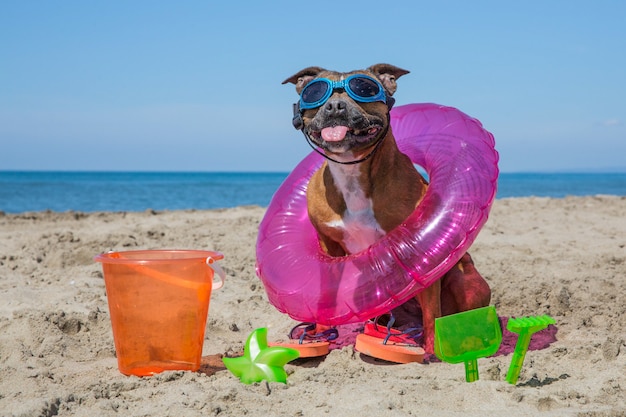 Foto leuke hond op het strand