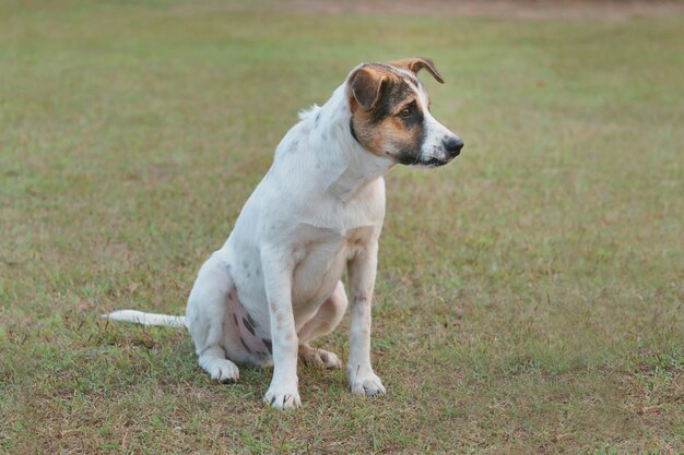 Leuke hond sittng in veld gras