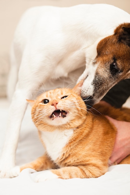 Leuke hond spelen met kat vriend