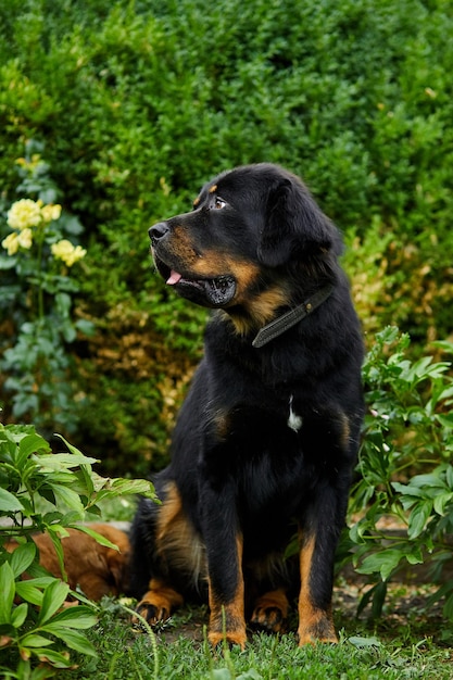 Foto leuke hond uit newfoundland die op het groene gras ligt