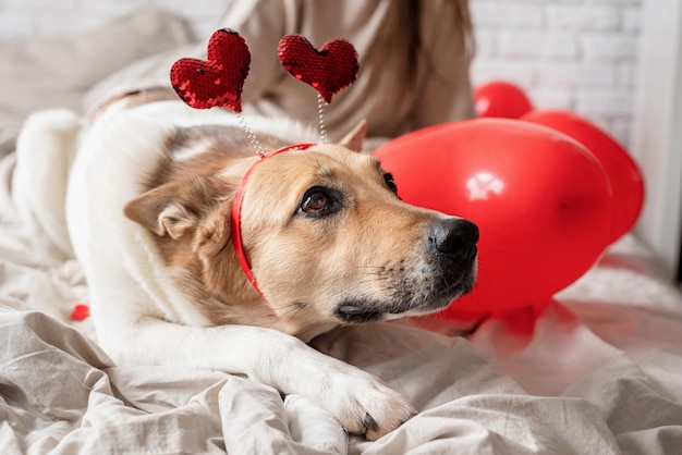 Leuke hond van gemengd ras met een hartvormige haarband