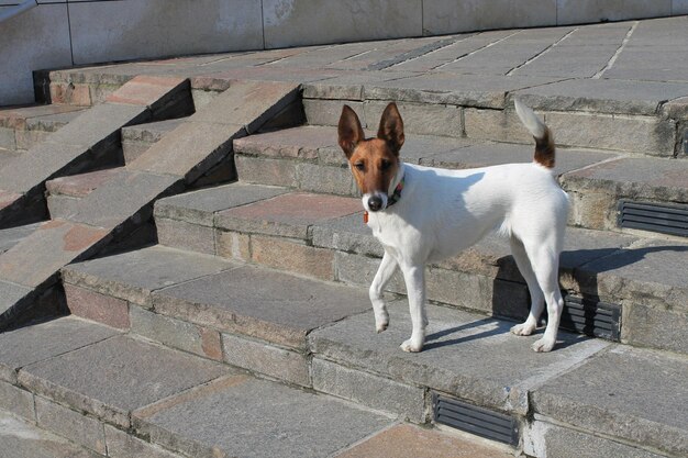 Leuke hond voor een wandeling.