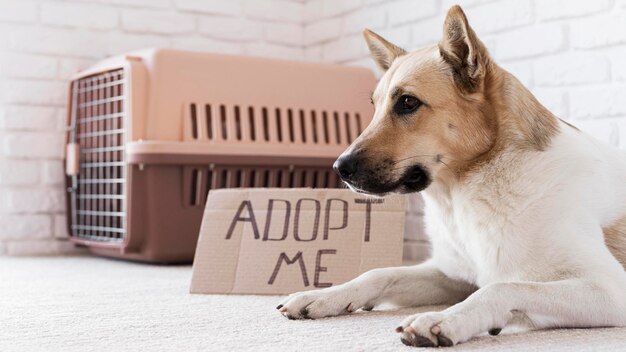 Foto leuke hond zit naast adopteer me banner