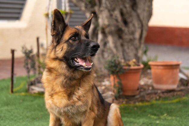 Leuke hond zittend op grasveld in de tuin