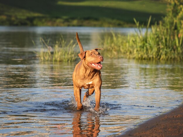 Leuke hond zwemt in de rivier Zonnige dag