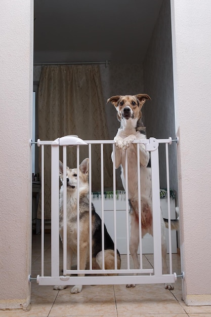 Leuke honden van gemengd ras die achter het veiligheidshek zitten en thuis op eten wachten