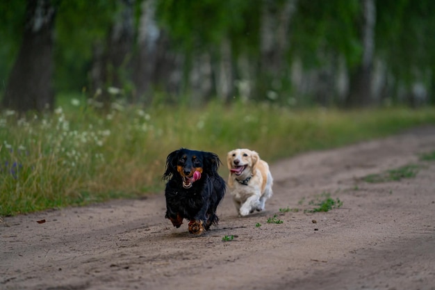 Leuke honden van klein ras op aardachtergrond. Puppies springen, rennen en plezier maken met een vliegende drone. Dieren en honden concept