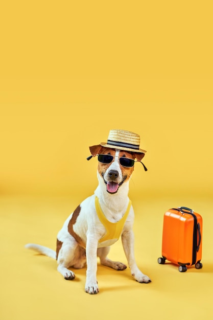 Leuke hondenras Jack Russell Terrier in zonnebril zit met koffer en strohoed geïsoleerd op gele studio achtergrond Grappige vakantie en reizen concept