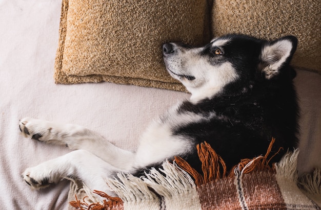 Leuke hondslaap op een bed onder een plaid