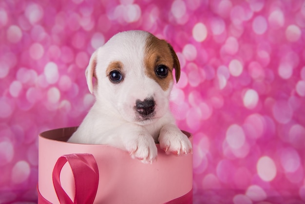 Leuke jack russel terrier puppy in een roze geschenkdoos