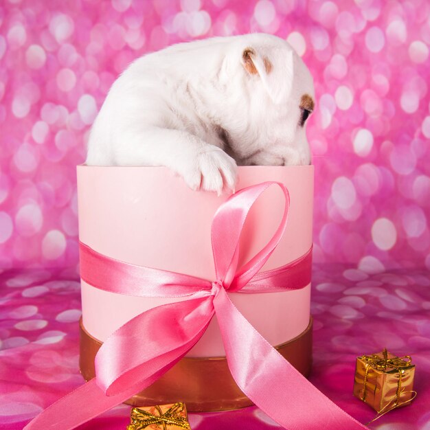 Leuke jack russel terrier puppy in een roze geschenkdoos