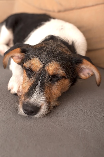 Leuke Jack Russel Terriër puppy met grote oren slapen op een bed met wit linnengoed Klein schattig hondje met grappige bontvlekken liggend in schattige posities Close-up kopie ruimte achtergrond