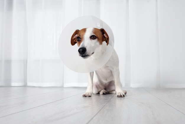 Leuke Jack Russell Terrier-hond die binnenshuis een medische plastic halsband draagt