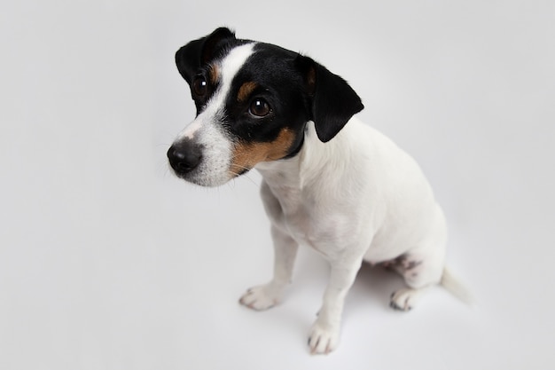 Leuke Jack Russell Terrier op een witte achtergrond