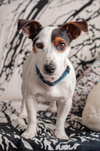 Leuke Jack Russell Terrier-puppy op de bank in de woonkamer thuis
