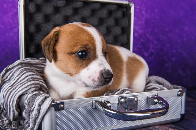 Leuke Jack Russell Terrier-puppyhond zit in een koffer om te reizen.