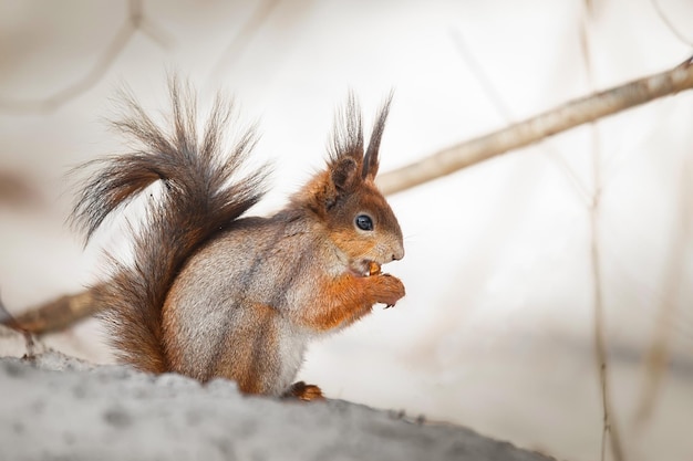 Leuke jonge eekhoorn op boom met uitgestoken poot tegen wazig winterbos in backgroundx9