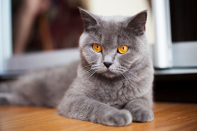 Leuke jonge korthaar Britse kat met oranje ogen ligt op de vloer