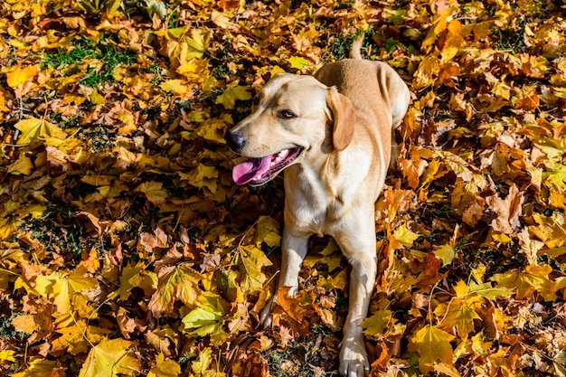 Leuke jonge labrador retriever hond in een park in de herfst