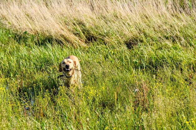 Foto leuke jonge labrador retriever hond op de weide