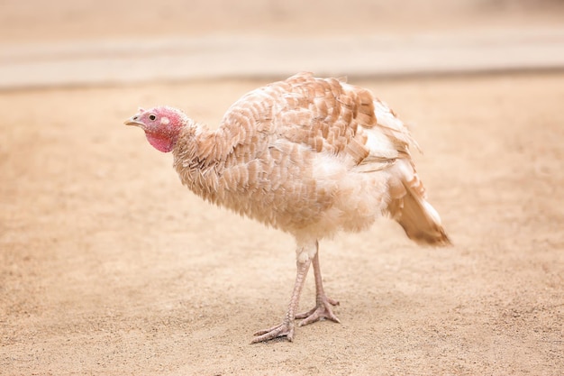 Leuke kalkoen in pluimveewerf