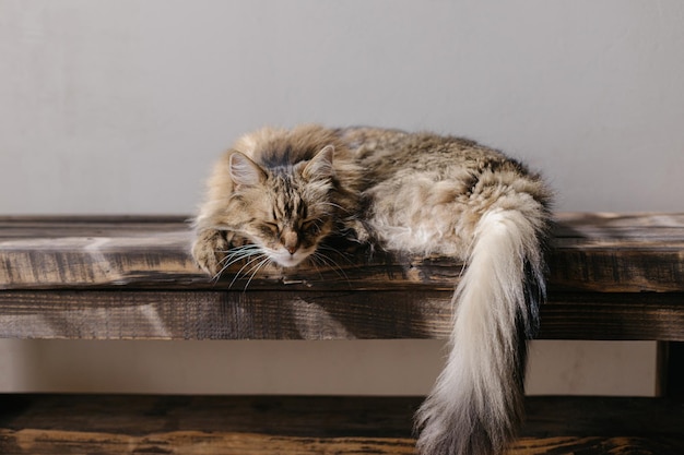 Leuke kat die op een houten bankje slaapt Een schattige kat die zich ontspant in een zonnige kamer