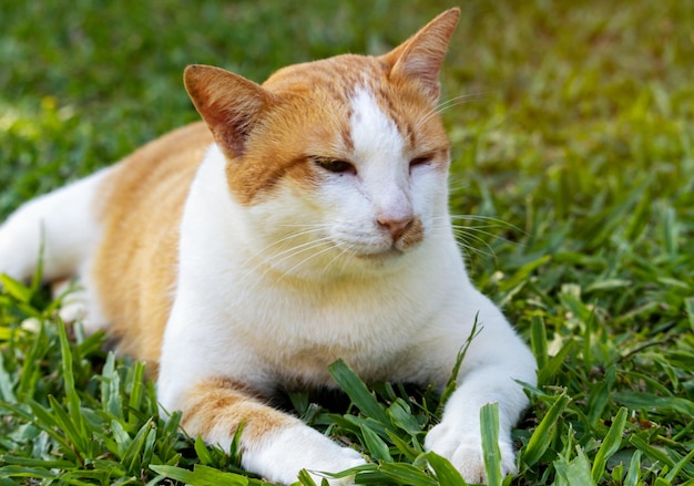 Leuke kat die op het gras ligt en naar de camera kijkt