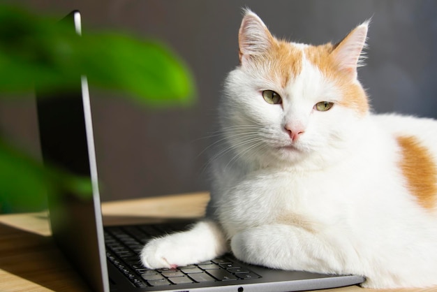 Leuke kat die op laptop thuiskantoorconcept legt