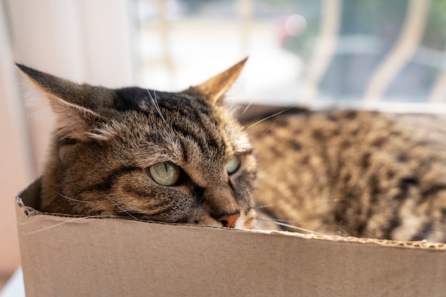 Leuke kat die tijd doorbrengt binnen.