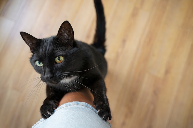 Foto leuke kat die tijd doorbrengt binnen.