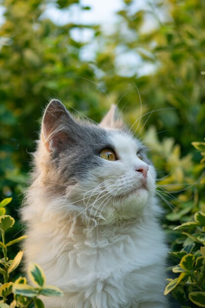 Leuke kat die van zijn leven in de tuin geniet