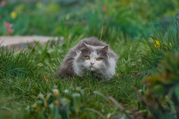 Leuke kat eet gras