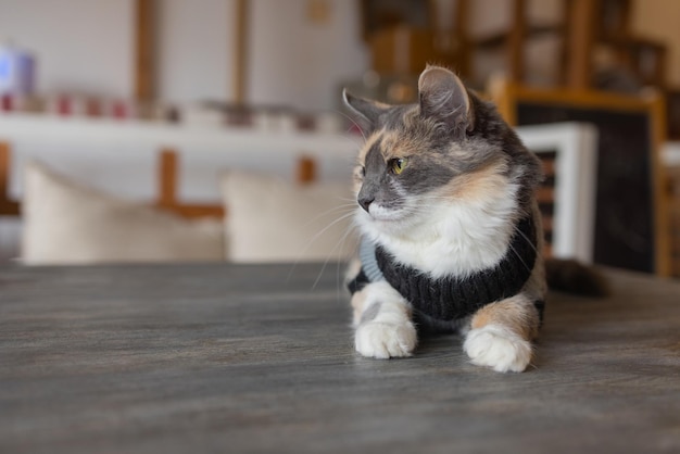 Leuke kat in de hoed van de Kerstman tegen vage kerstverlichting