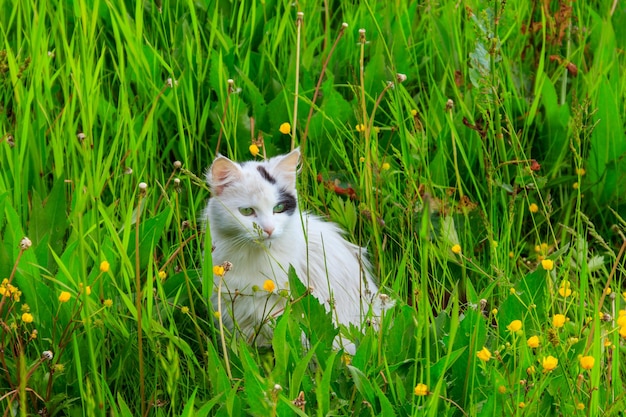 Leuke kat in groen gras op een weide