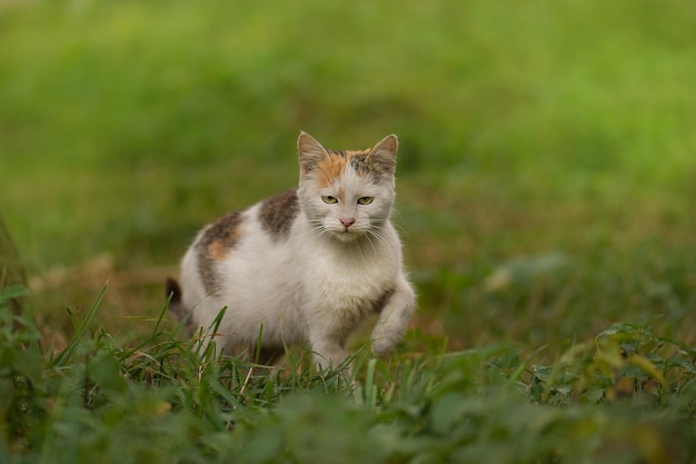 Leuke kat in huisdiervriendelijke tuinconcept foto Huisdierveilige, niet-giftige tuinplanten