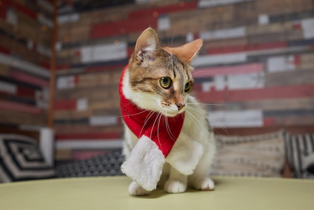 Leuke kat in Kerstman hoed tegen wazig kerstverlichting