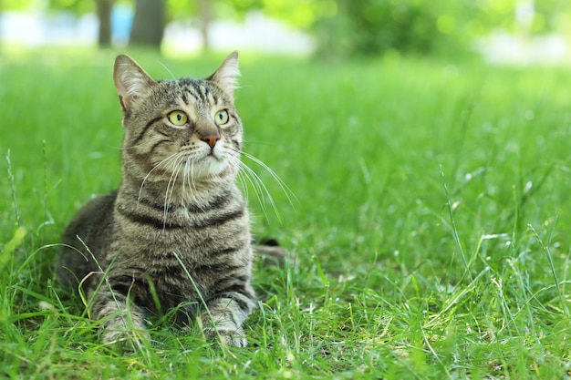 Leuke kat liggend op groen gras in park