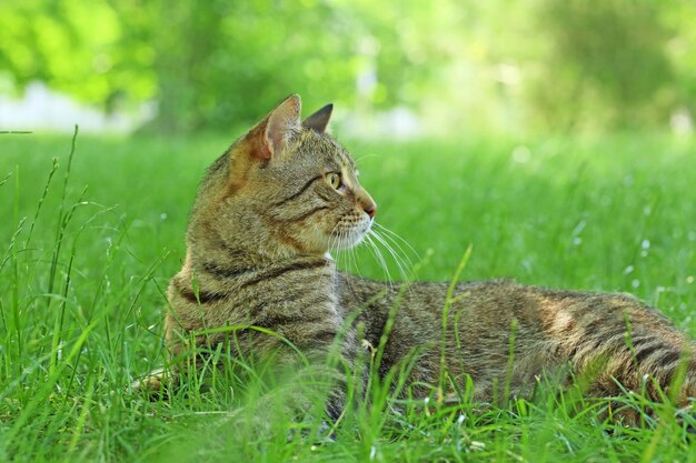 Leuke kat liggend op groen gras in park