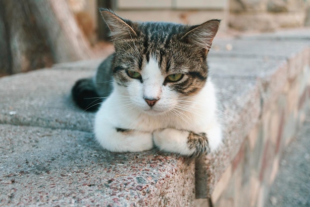 Leuke kat ligt op een stenen omheining