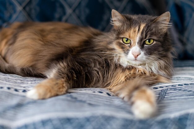 Leuke kat ligt op het bed Noorse boskat