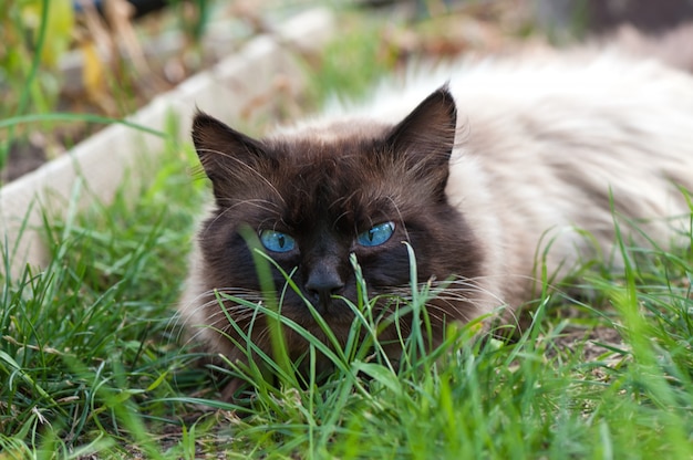 Leuke kat met blauwe ogen