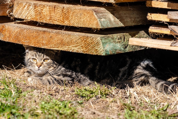 Foto leuke kat met gele ogen die op de zon liggen