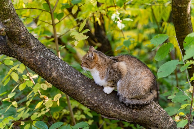 Leuke kat met gestreepte staart zittend op de boom Slaperige kat rustend op de tak Driekleurige kat in de tuin