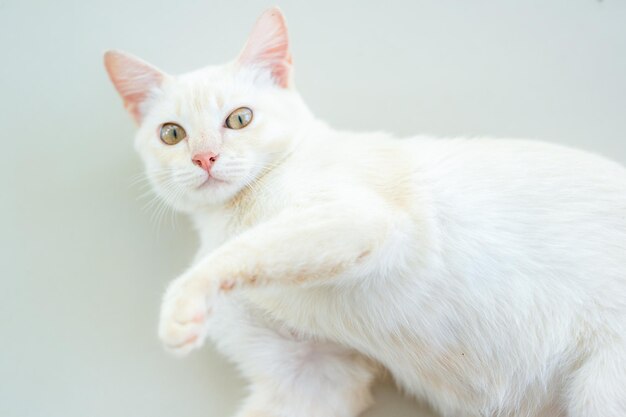 Foto leuke kat met groene ogen op de vloer.