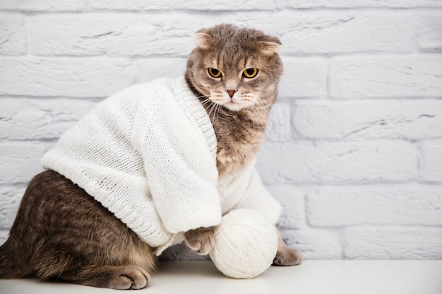 Foto leuke kat met wollen trui