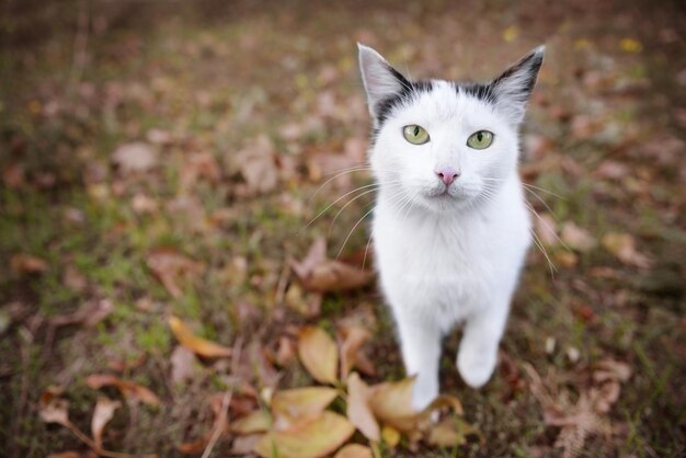 Leuke kat op bladeren in het park